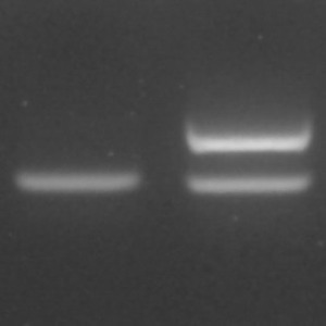 PCR Protocol For Chicken Sex Identification