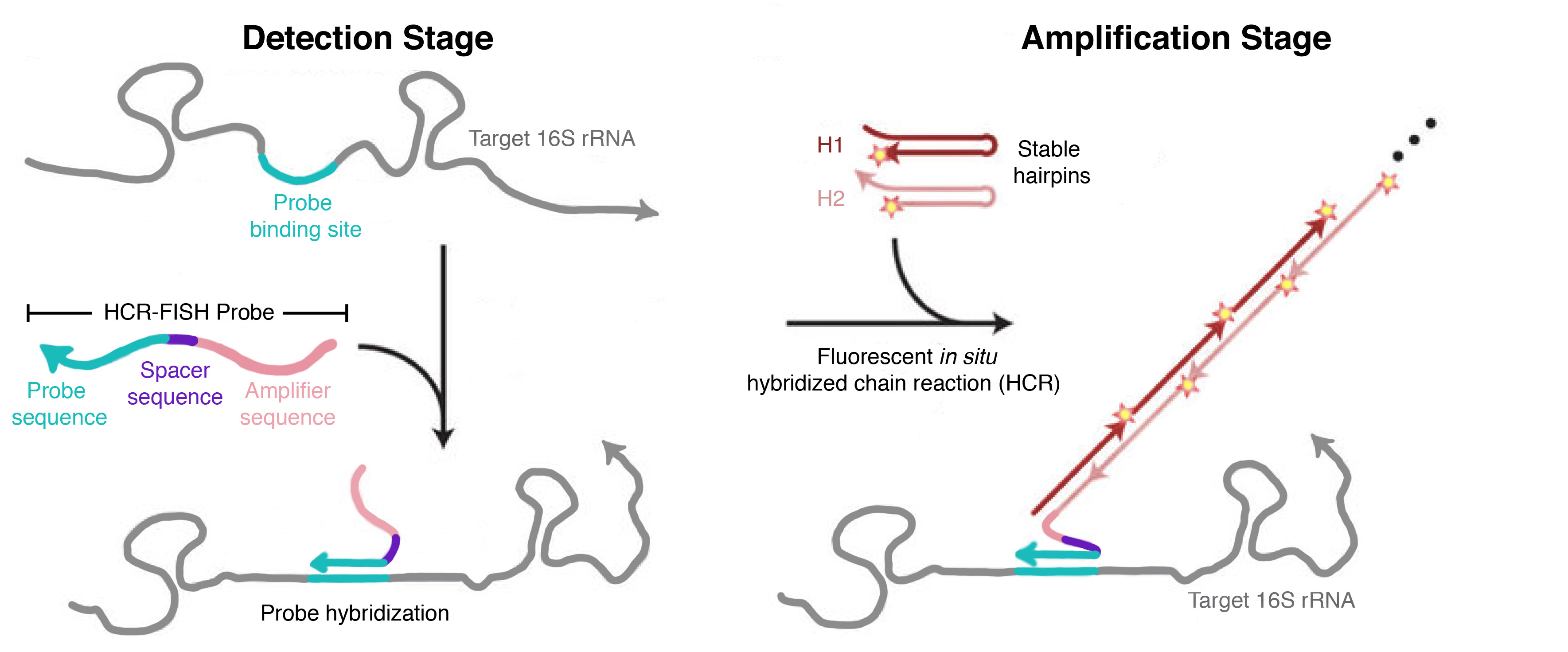 16S rRNA probe design for HCR-FISH