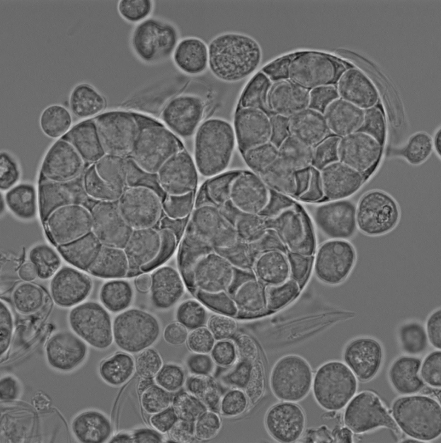 RNA isolation and cDNA synthesis from the marine ichthyosporean