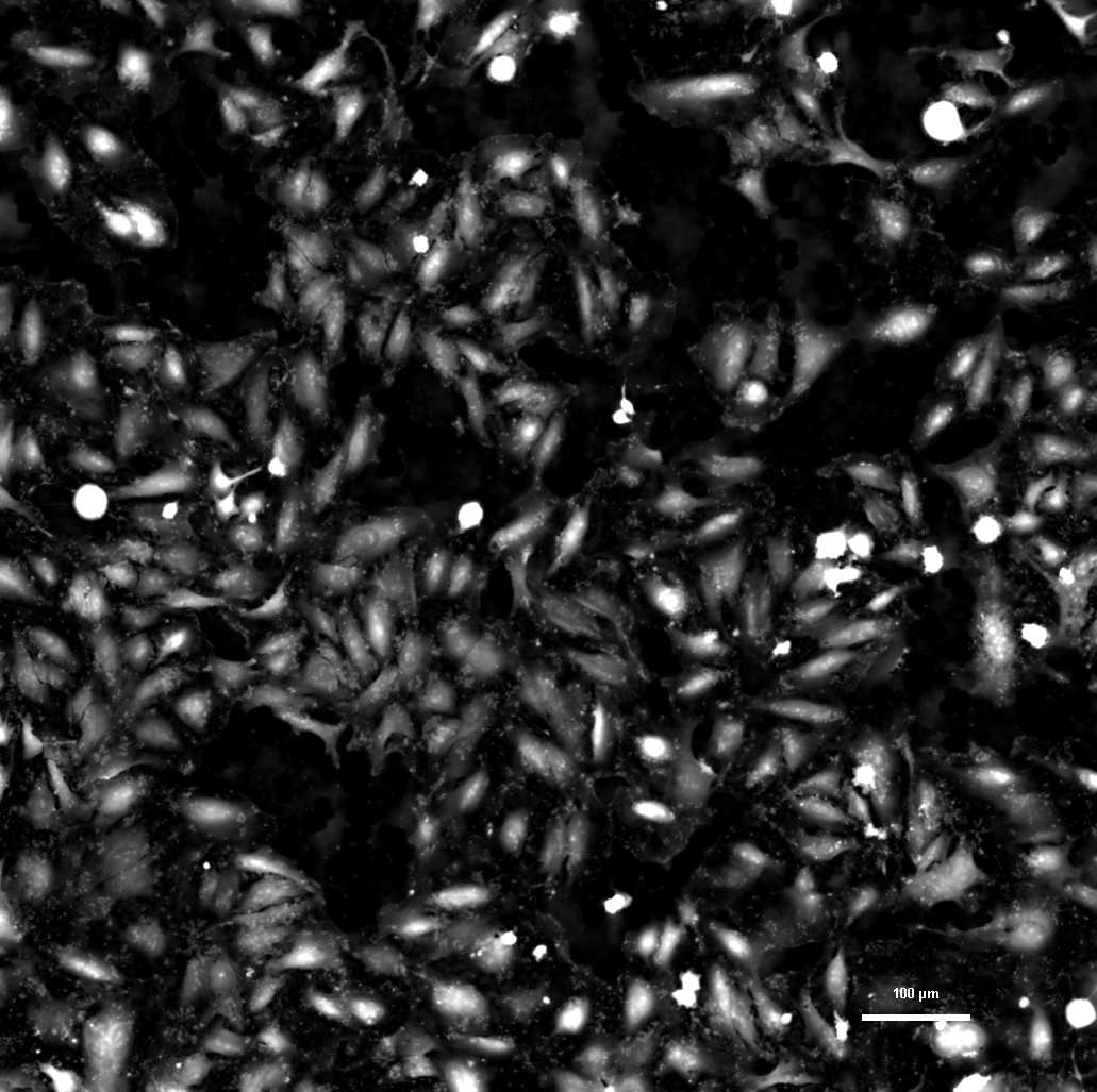 Cells in volume contrast.png