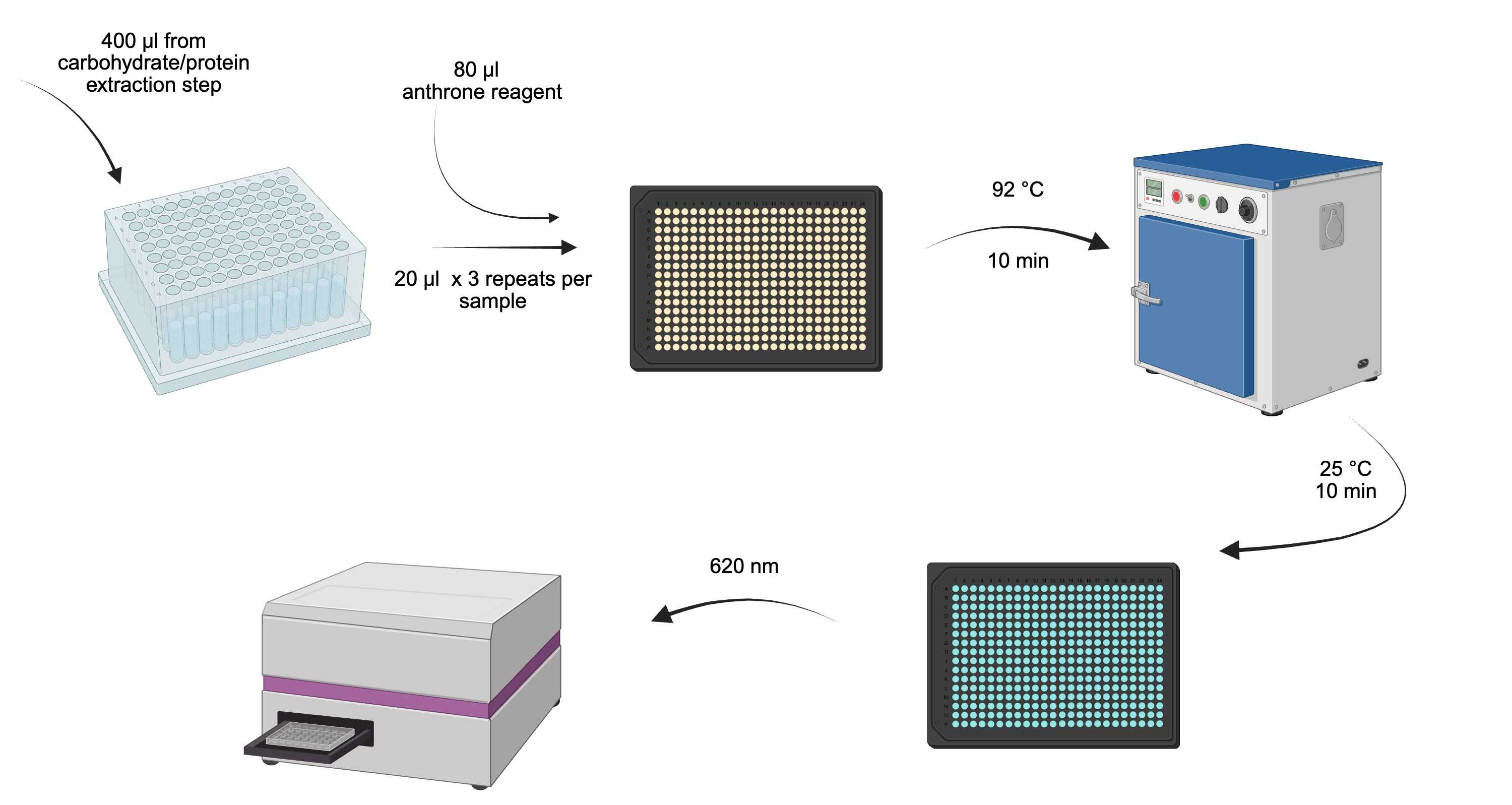 4 - Carbohydrates.png