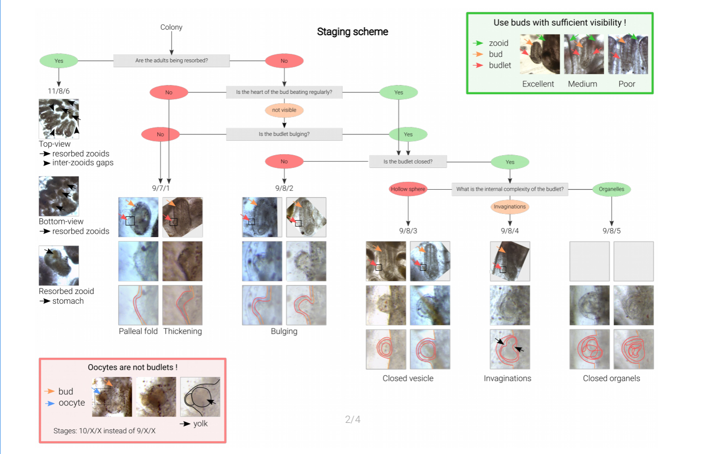 Download staging_scheme.png