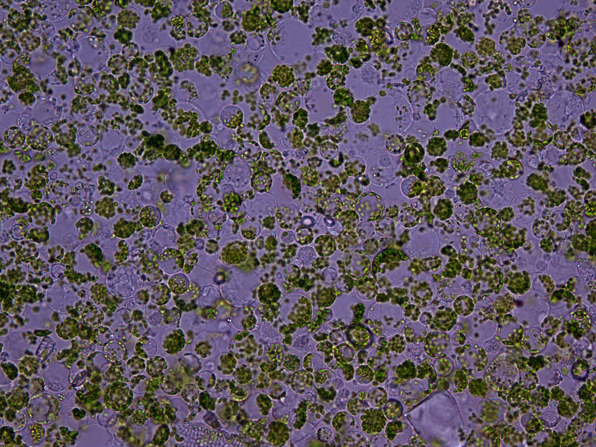 Download B73_7_for_protocol.jpg