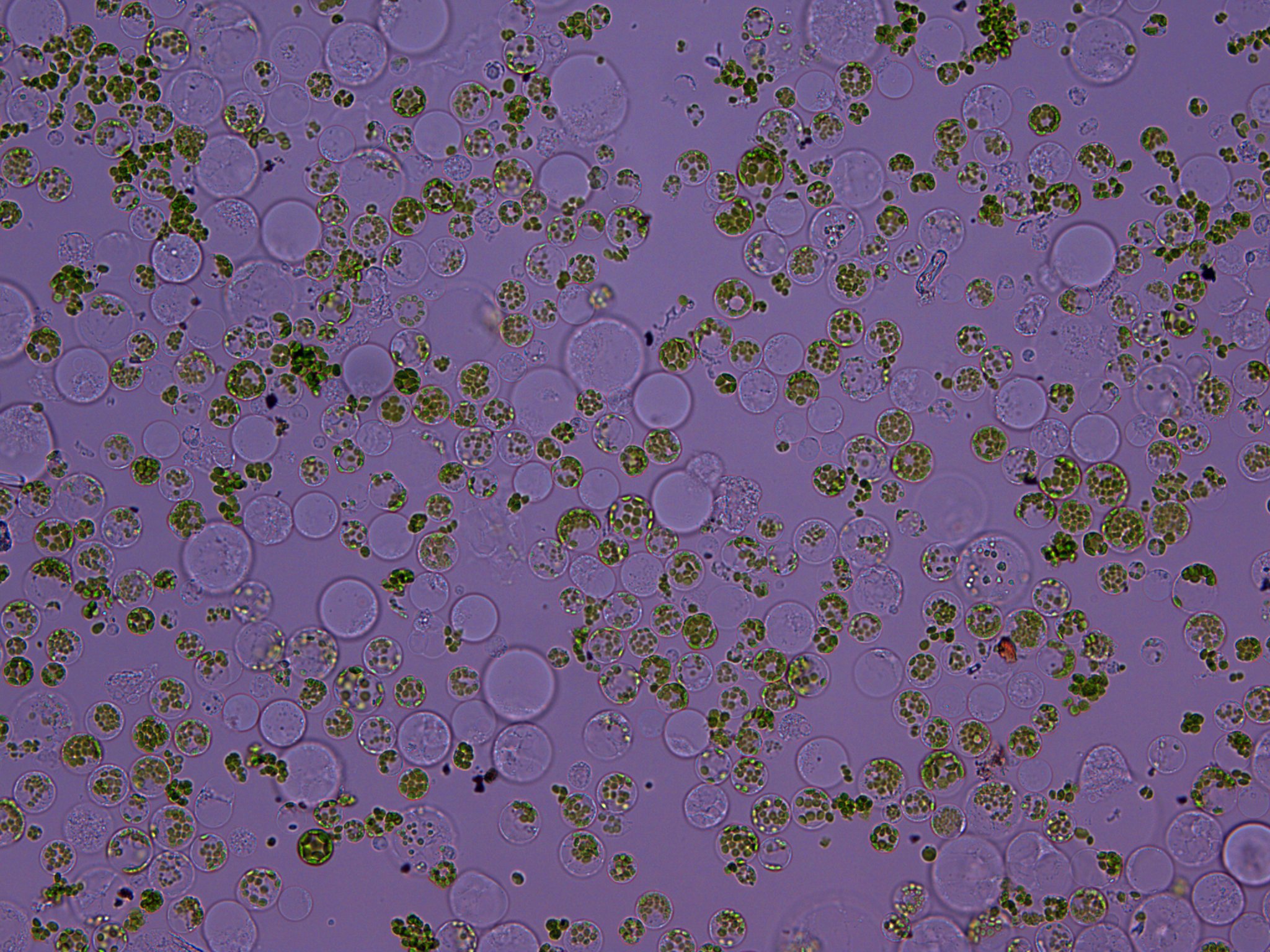 Download BTX623_4_for_protocol.jpg