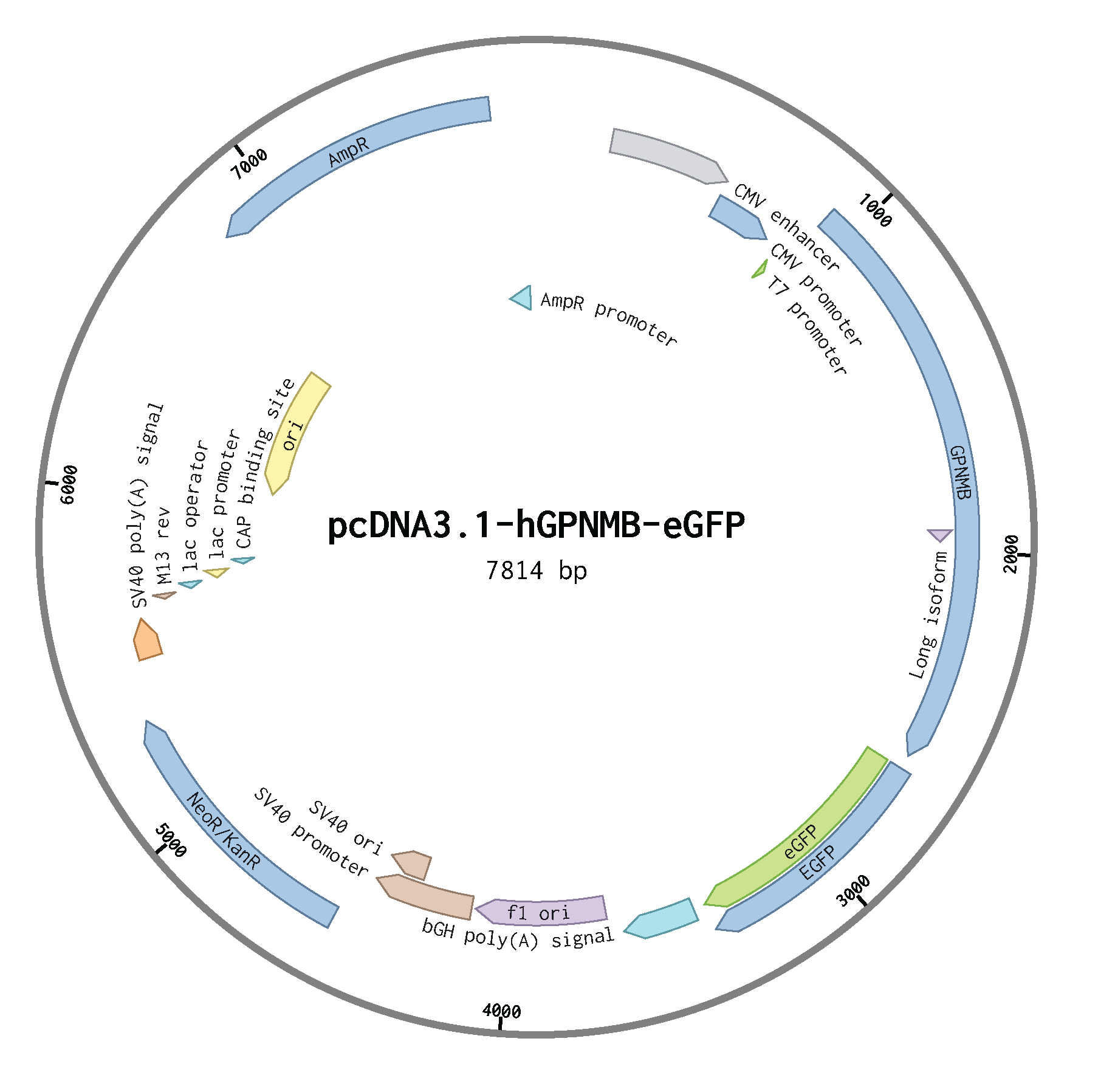 Download pcDNA3.1-GPNMB-EGFP.png