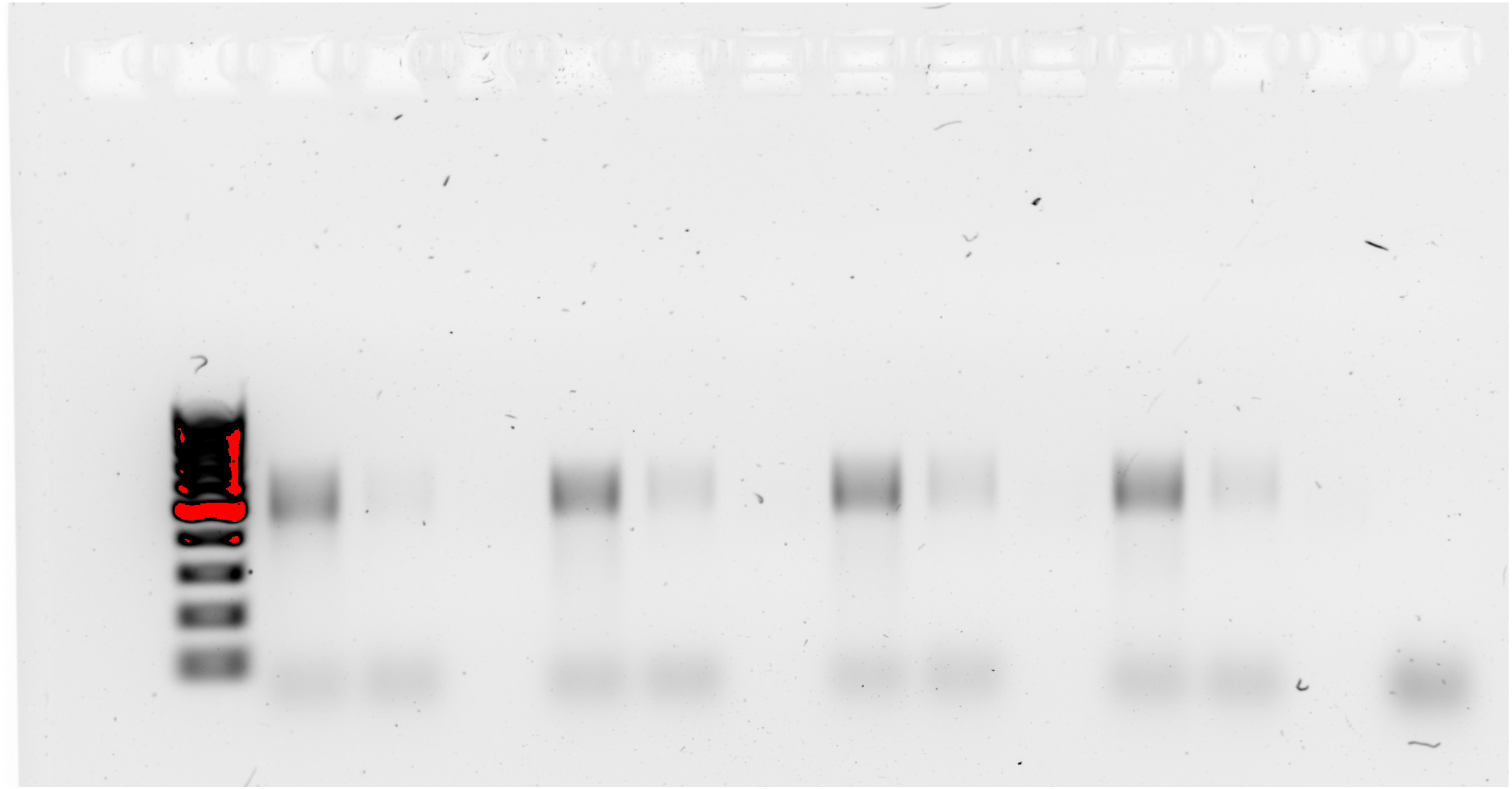Download Assess PCR amplification.png