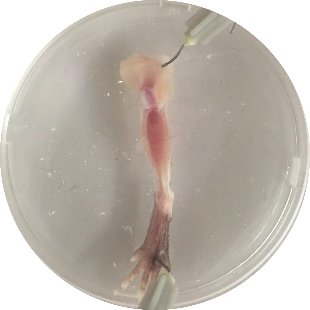 Dissection of mouse EDL and Soleus muscles, image size:1000x998