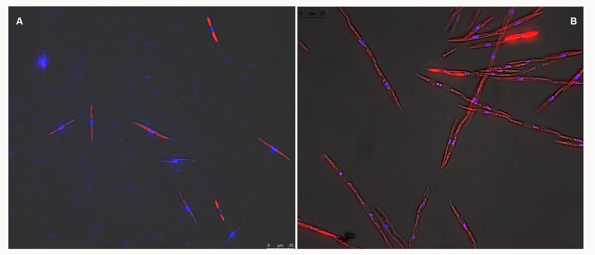 DAPI per protocols.jpg