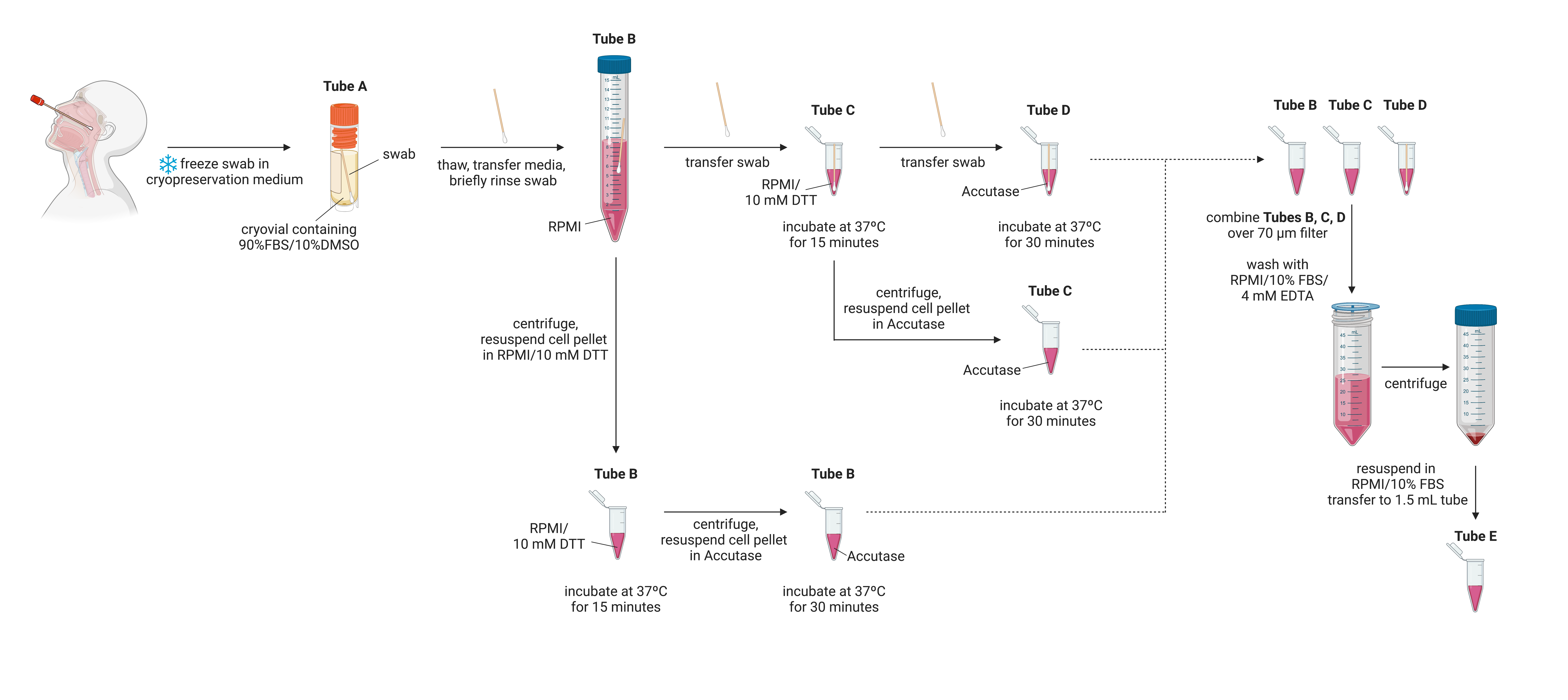 20200930_Nasal_Swab_Protocol_BioRender.png