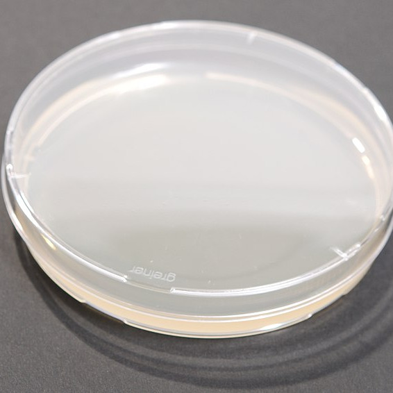 Making LB Agar Plate